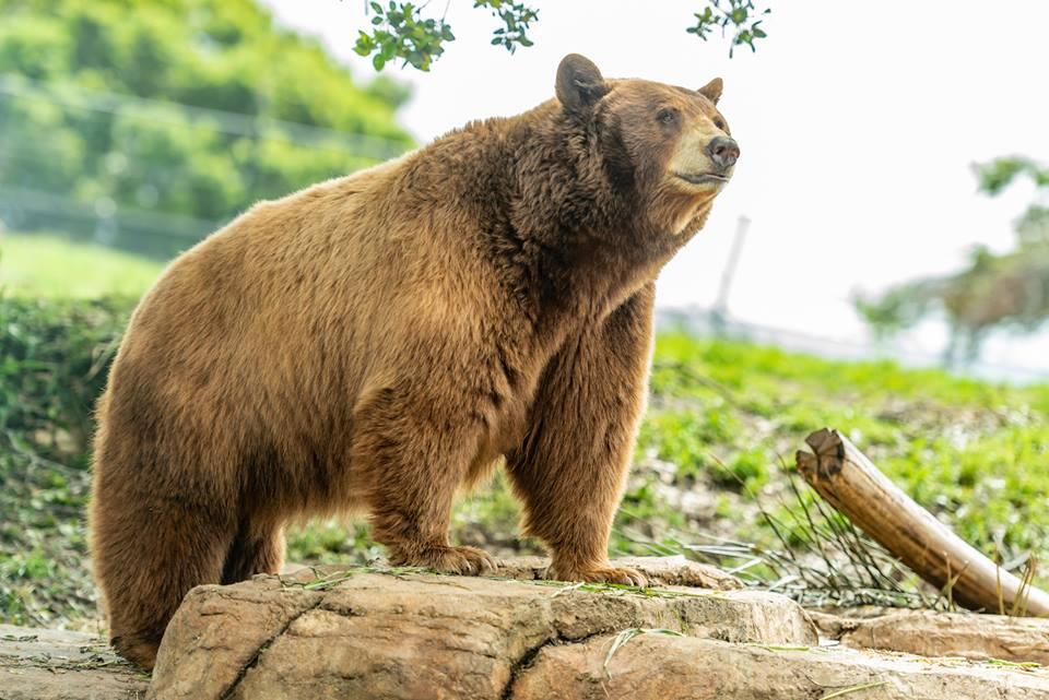 Picture of Oakland Zoo