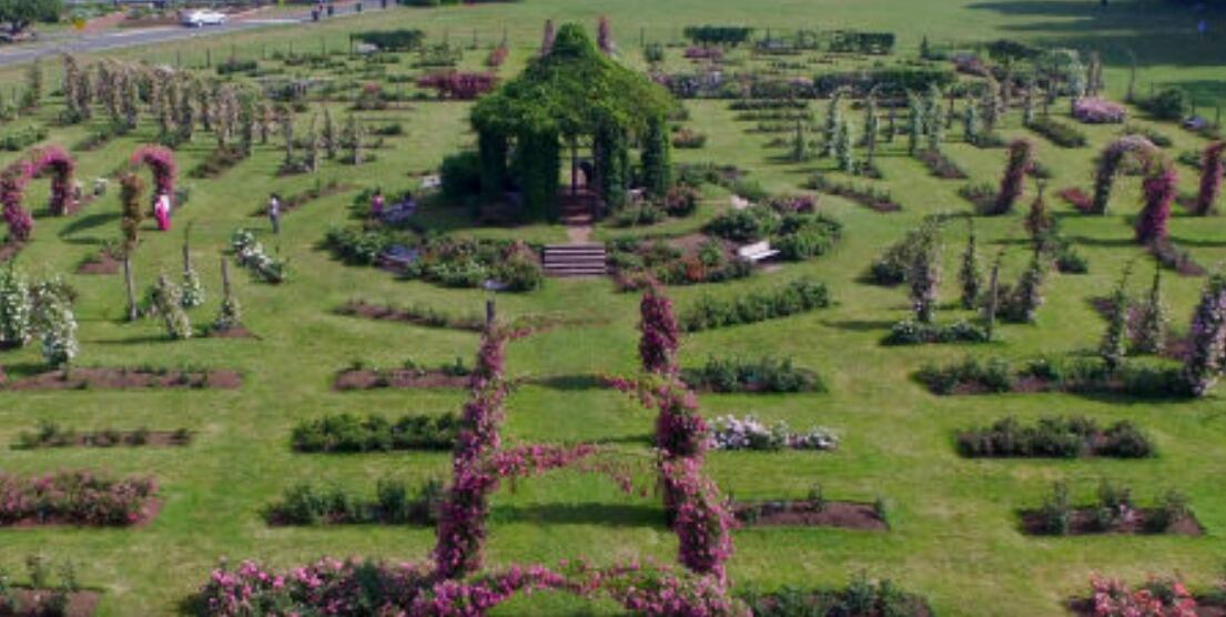 Picture of Elizabeth Park Rose Garden