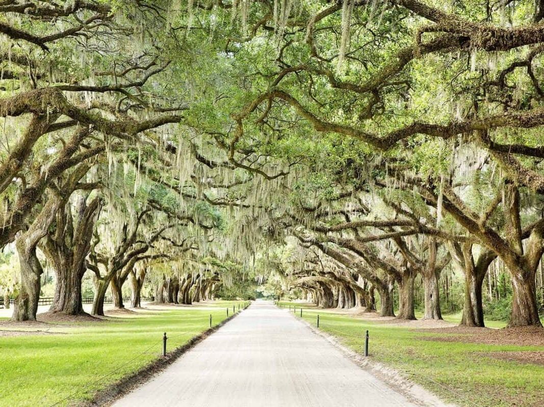 Picture of Boone Hall Plantation & Gardens