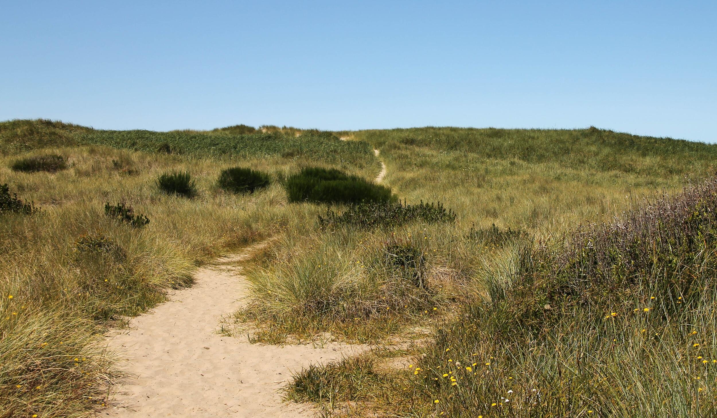 Picture of South Beach State Park