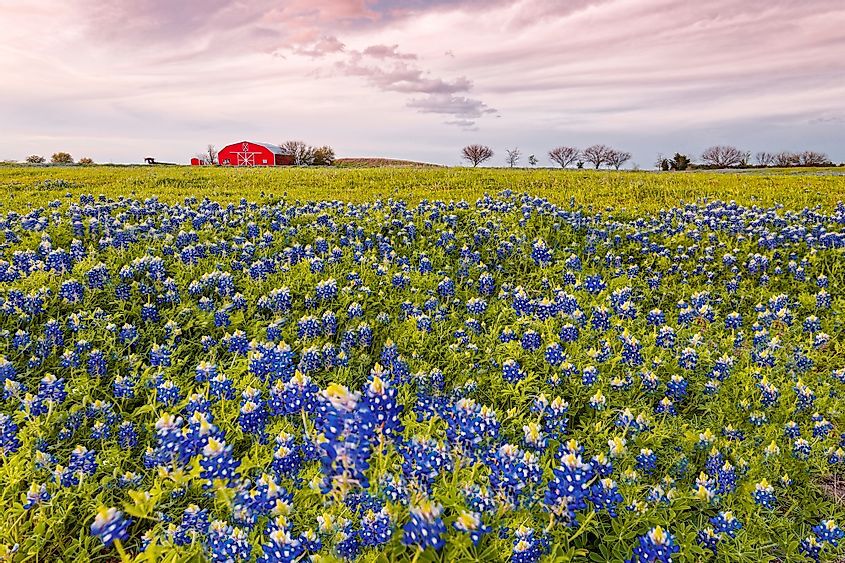 Picture of Brenham, TX