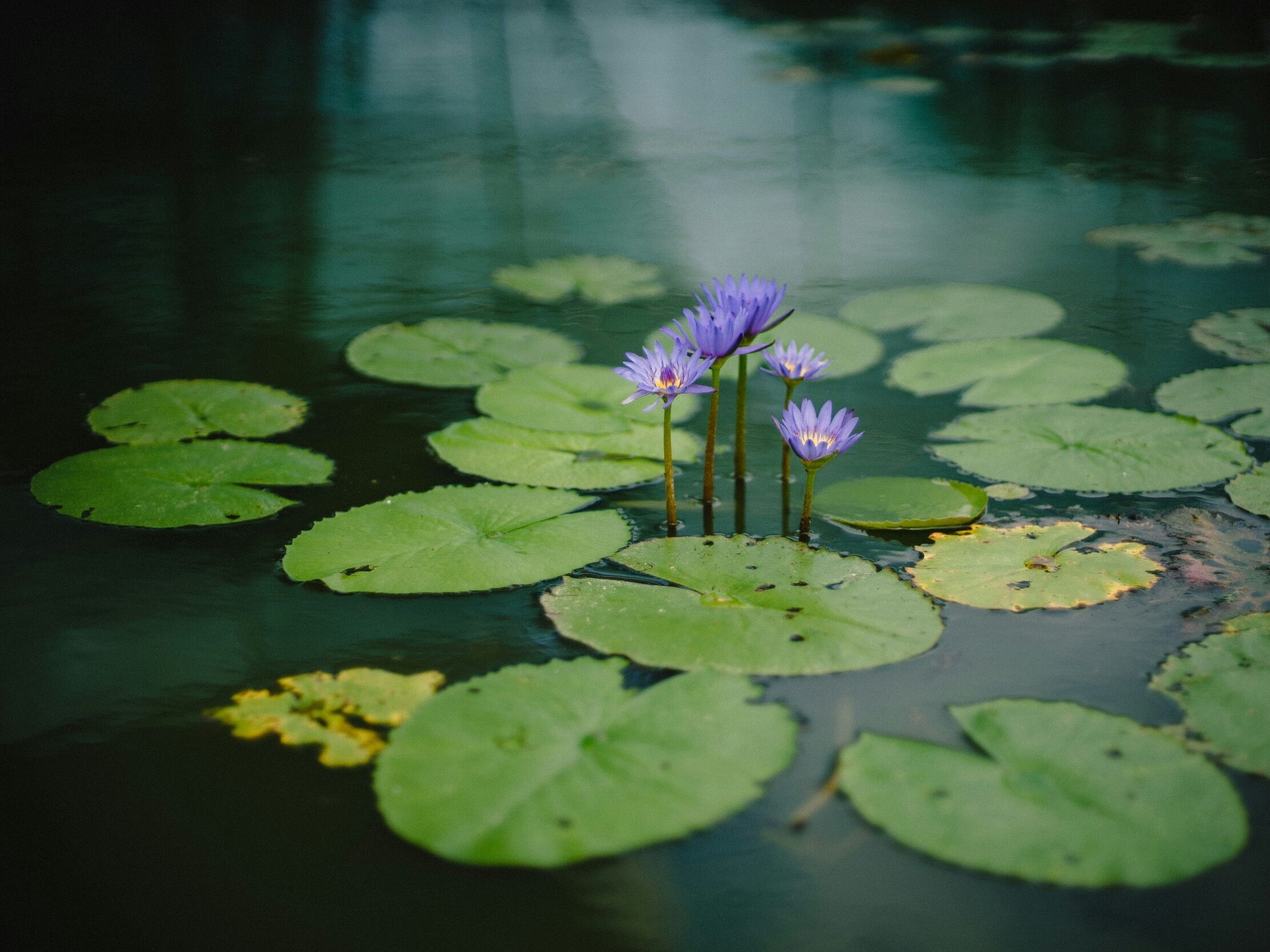 Picture of Visit Sabattus Pond
