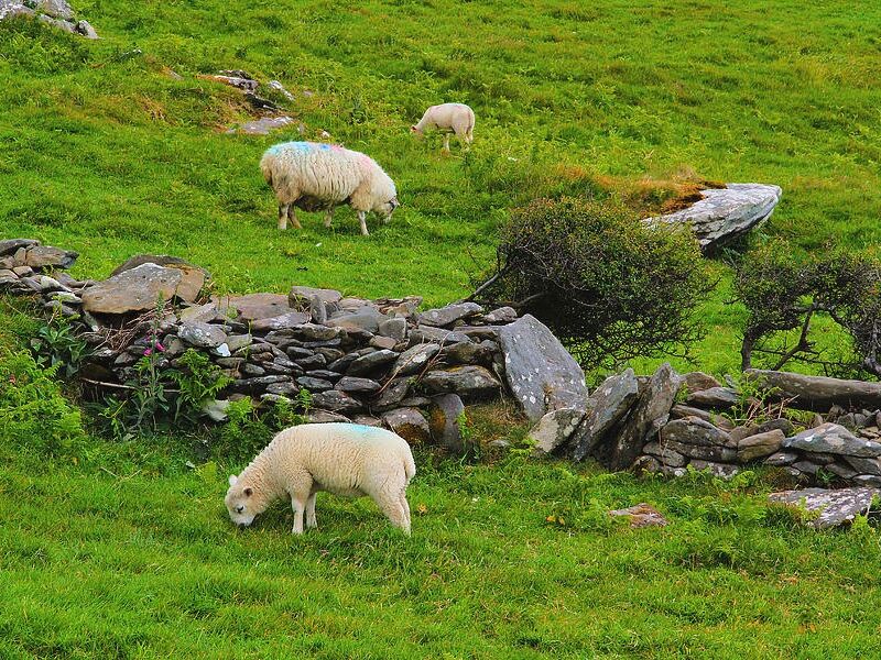 Picture of Dingle Peninsula