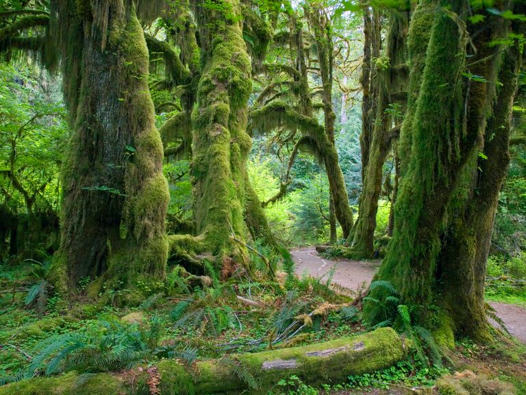 Views of the rainforest in Olympic National Park