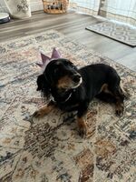 Kahlua
