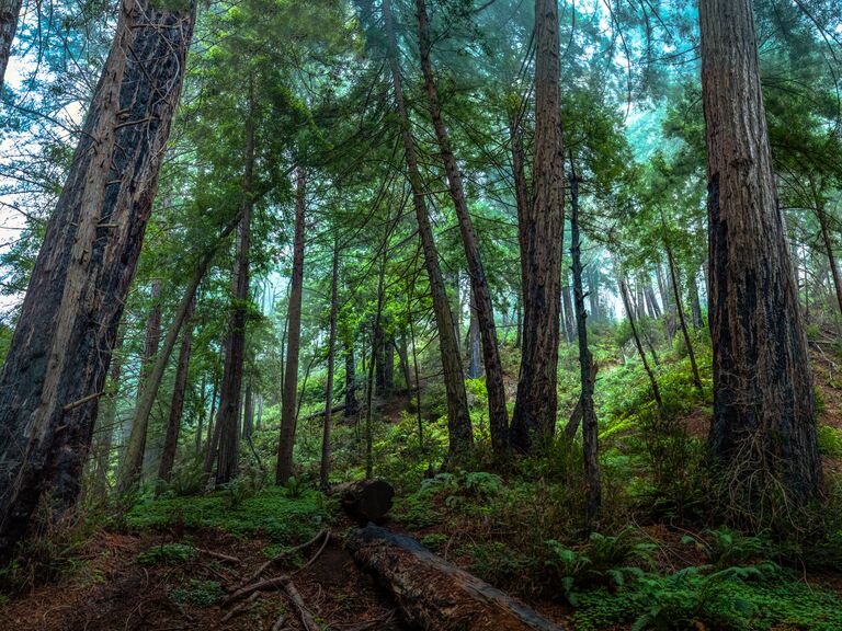 Big Sur Redwood Forest