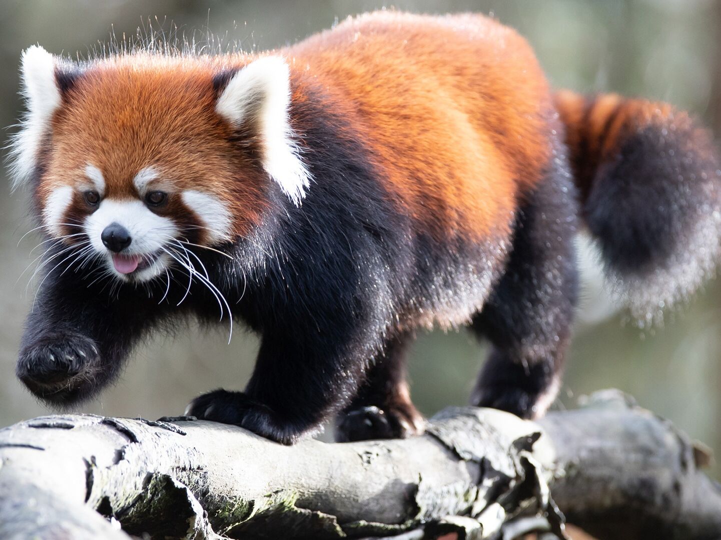 Picture of Woodland Park Zoo