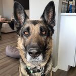Milo