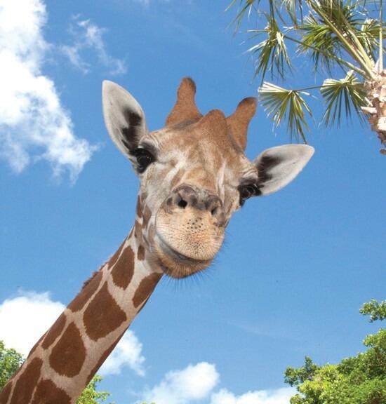 Picture of Naples Zoo at Caribbean Gardens