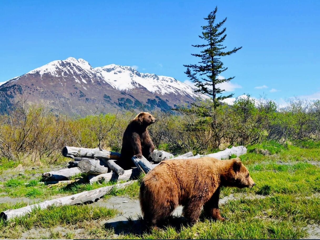 Picture of Alaska Wildlife Conservation Center