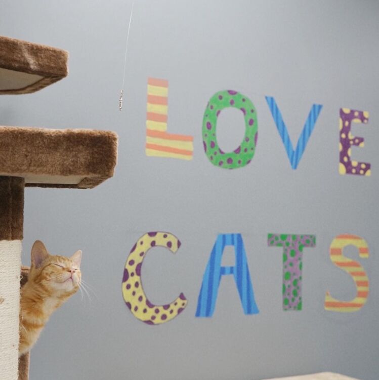 Picture of The Catio Cat Lounge