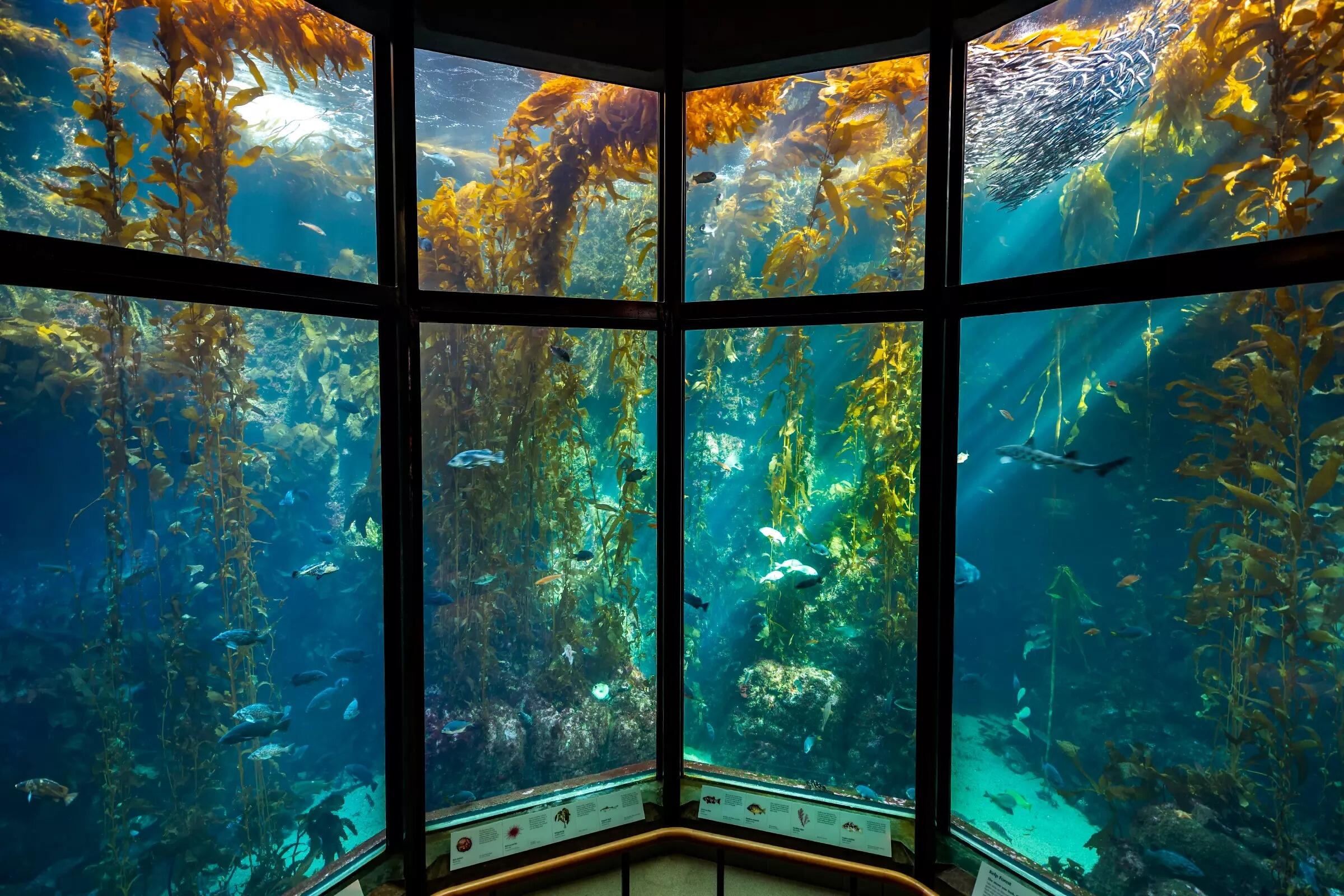 Picture of Monterey Bay Aquarium