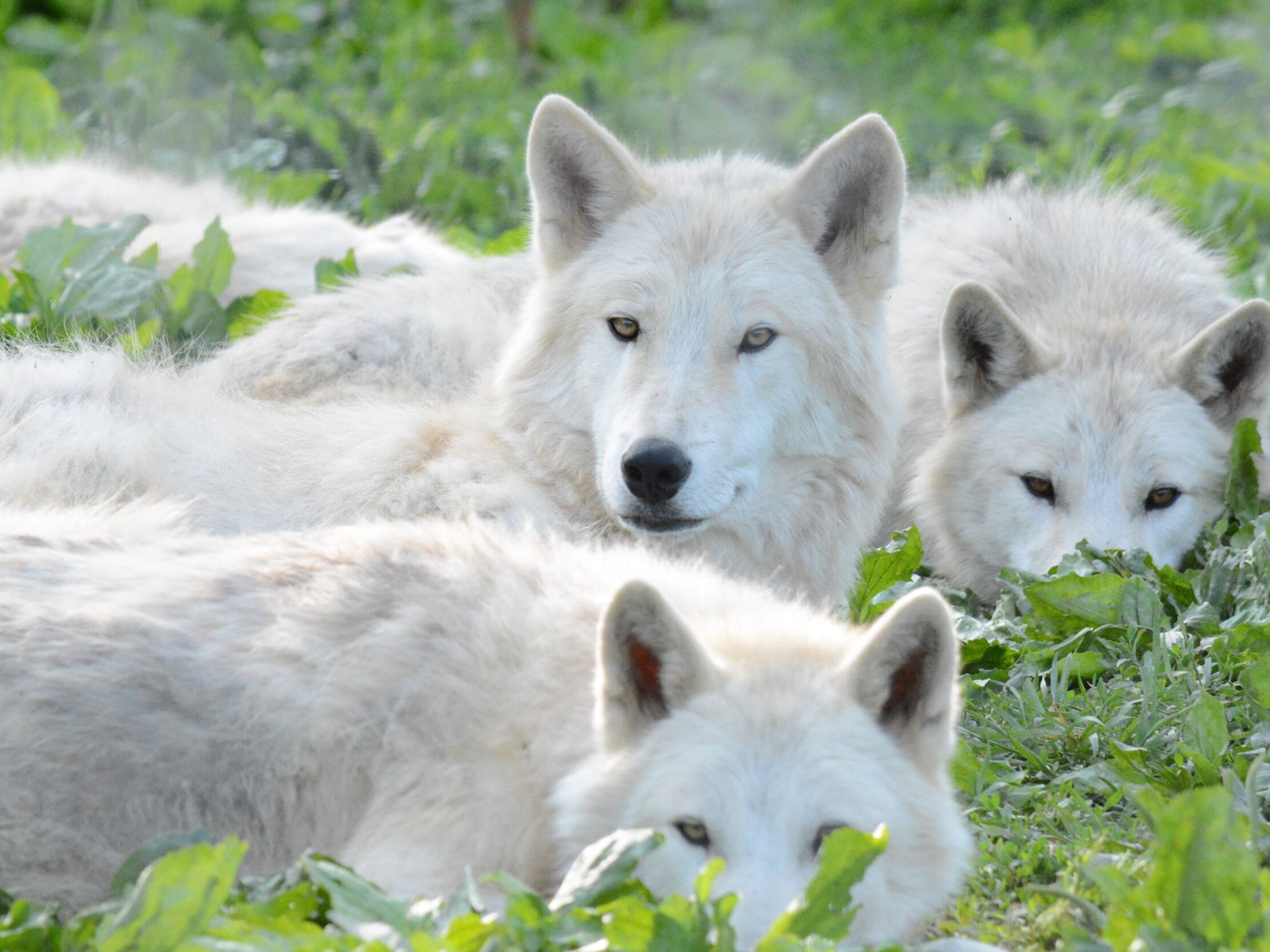 Picture of Wolf Sanctuary of PA