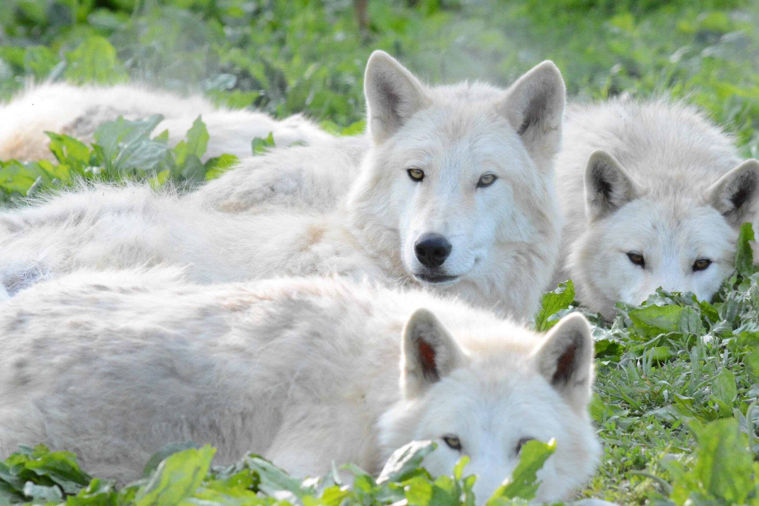 Picture of Wolf Sanctuary of PA
