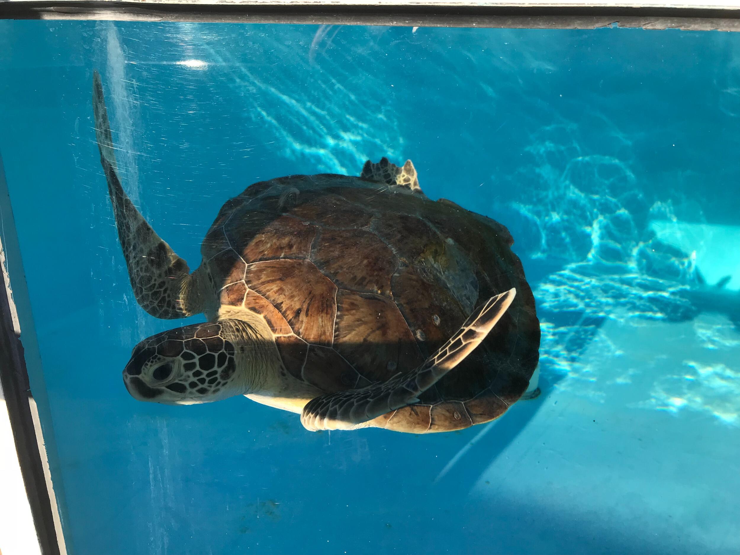 Picture of Loggerhead Marinelife Center