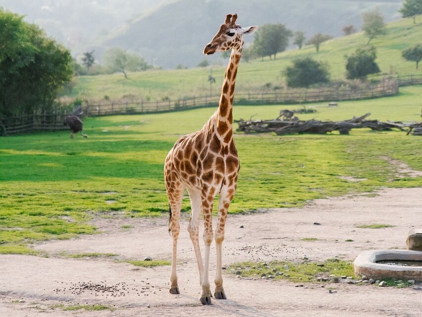 Picture of Cheyenne Mountain Zoo
