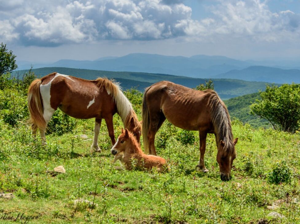 Picture of Grayson Highlands State Park