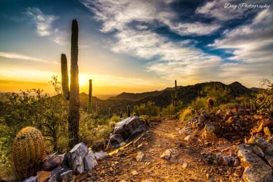 Picture of McDowell Sonoran Preserve Gateway Trail