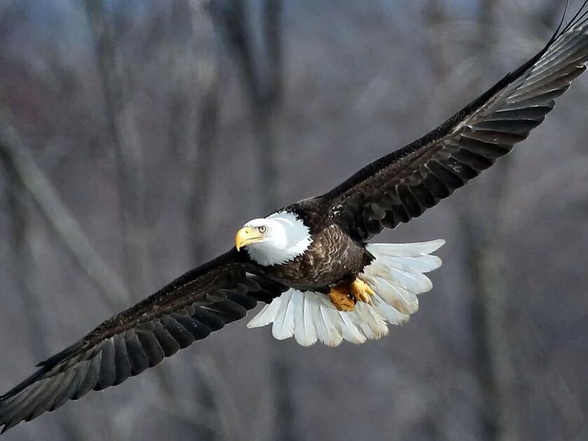 Picture of Eagle Watch