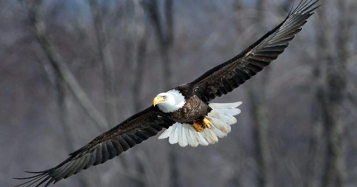 Picture of Eagle Watch