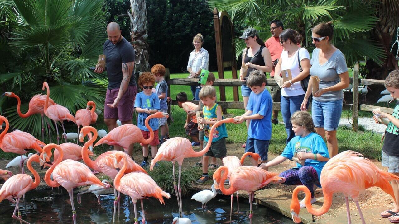 Picture of Sarasota Jungle Gardens
