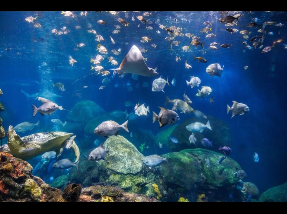 Picture of Tennessee Aquarium