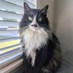 Ferdi