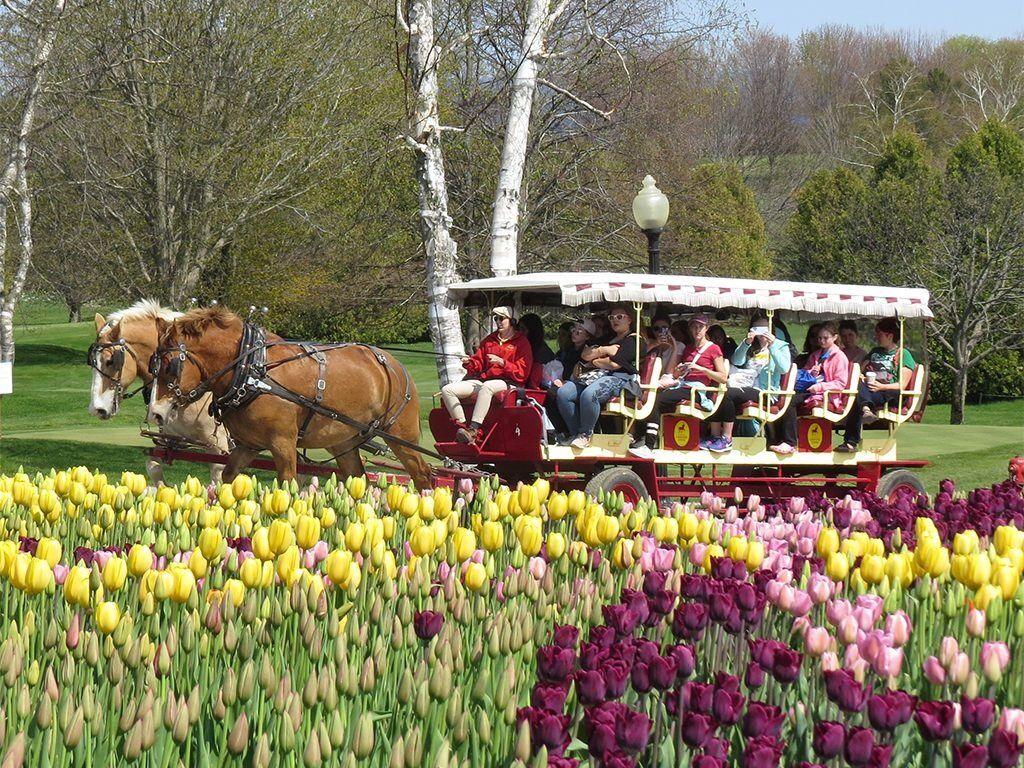 Picture of Carriage Tours
