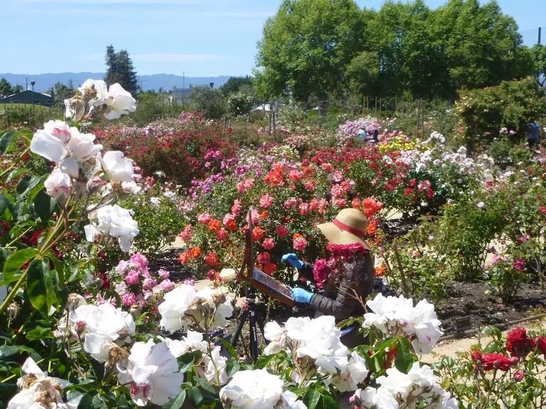 Picture of Guadalupe Gardens Heritage Rose Garden