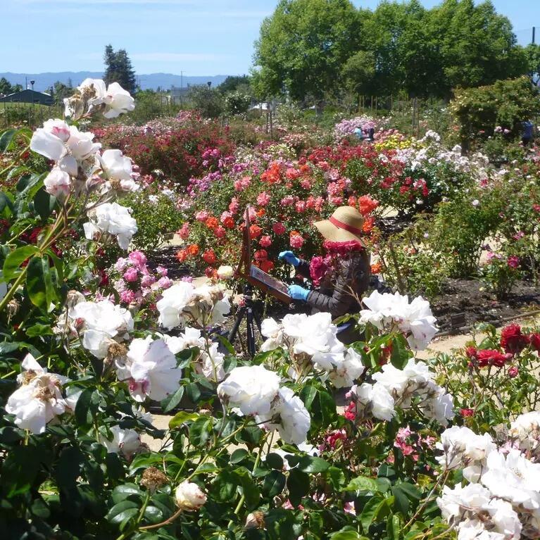 Picture of Guadalupe Gardens Heritage Rose Garden