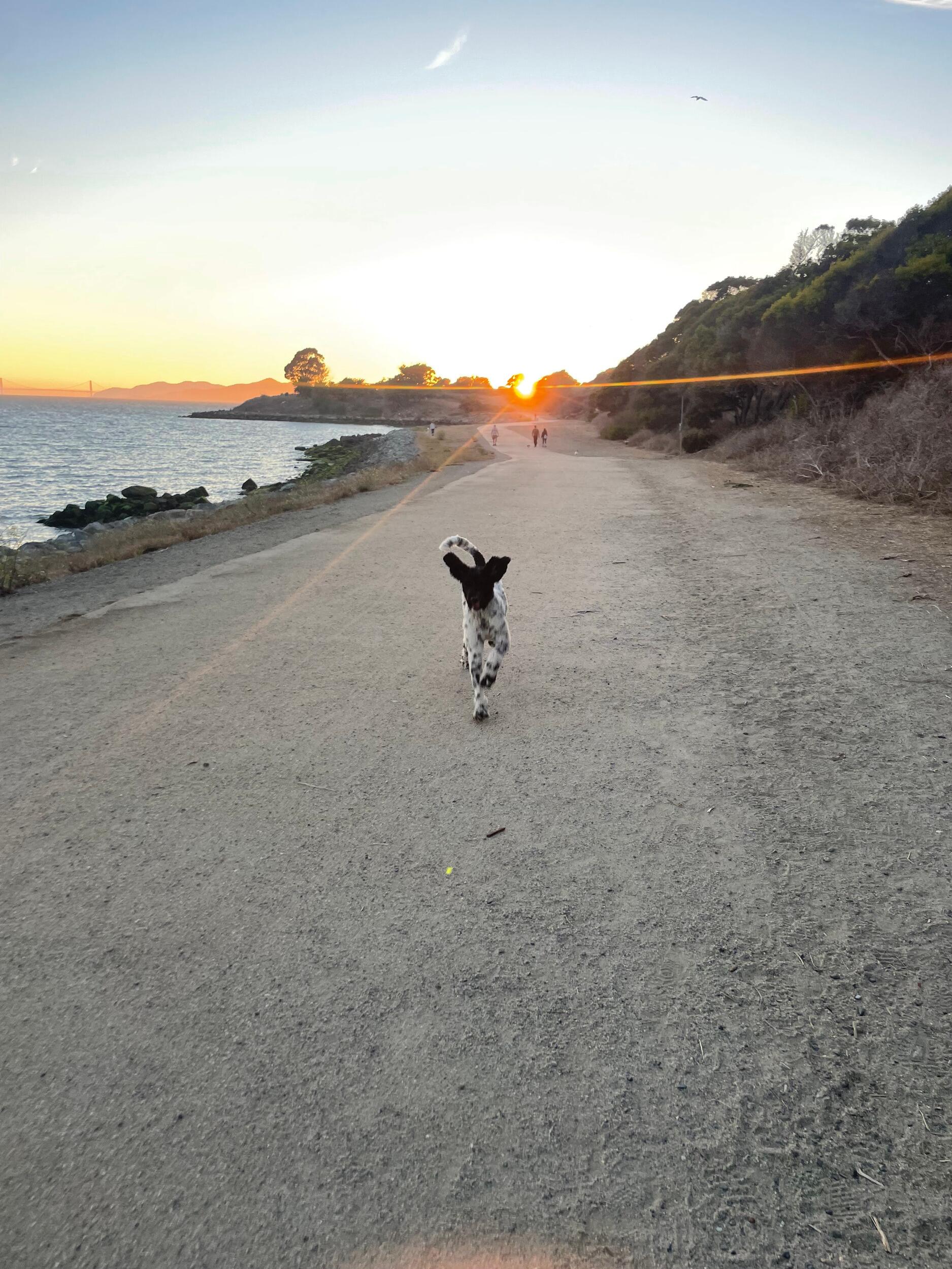 Oreo in the Albany Bulb park near our house.
Little did we know, we'd be married in this park 2 years later!