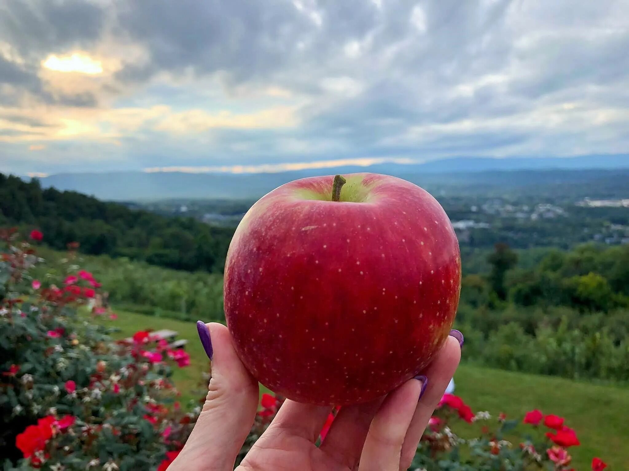 Picture of Carter Mountain Orchard and Country Store