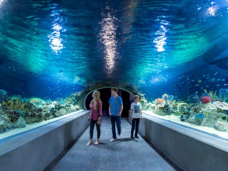 Picture of OdySea Aquarium
