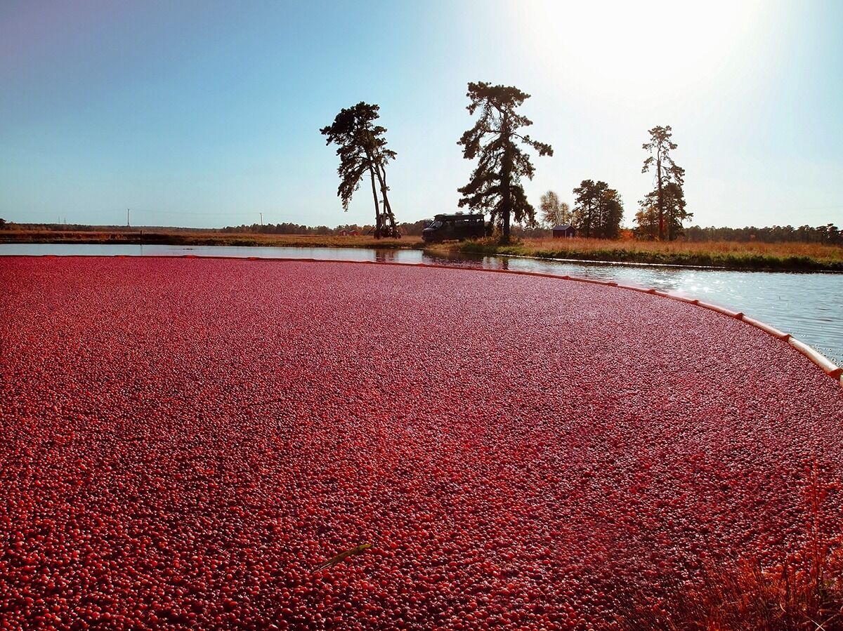 Picture of Cranberry Museum
