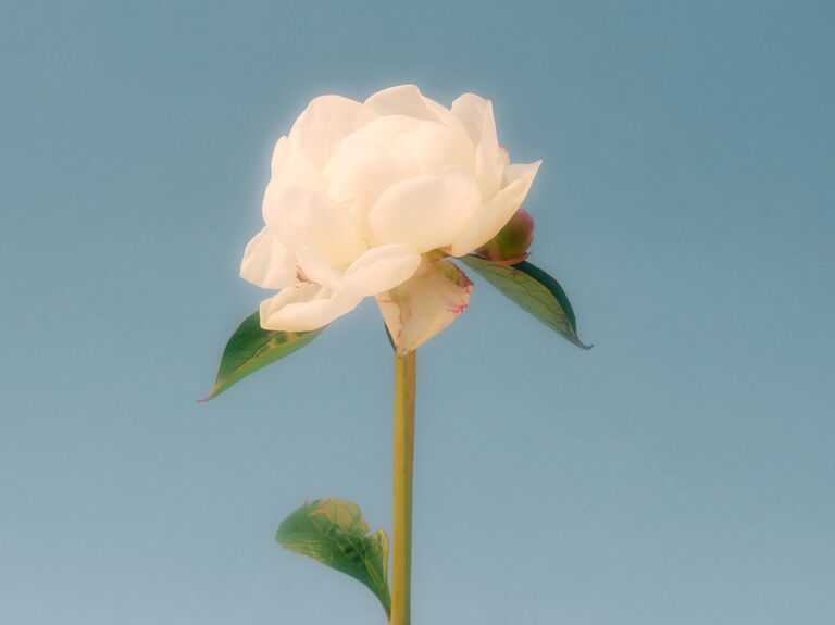 A dreamy white peony