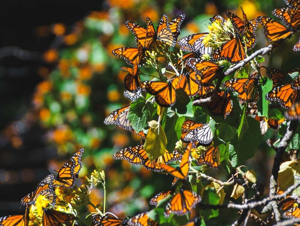 Picture of Monarch Butterfly Grove