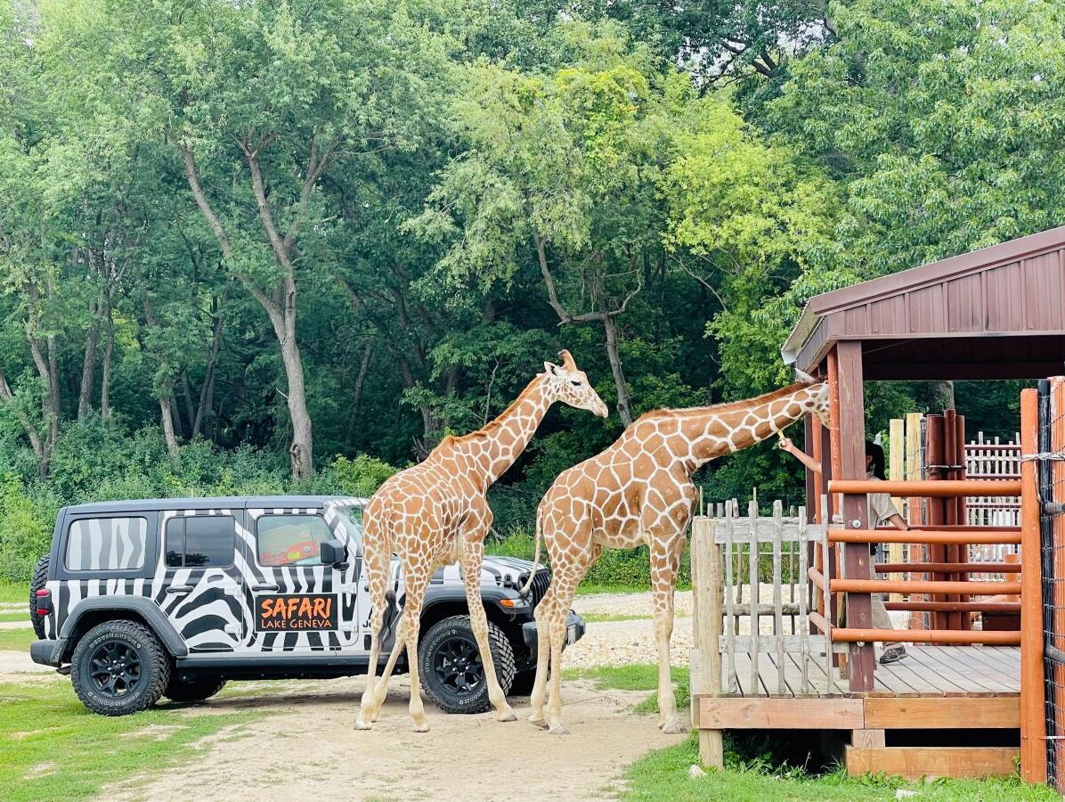 Picture of Safari Lake Geneva