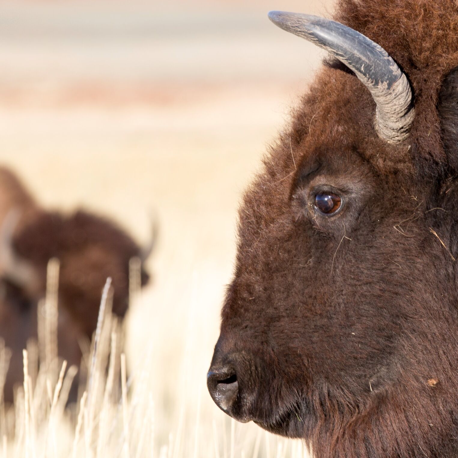 Picture of Antelope Island State Park