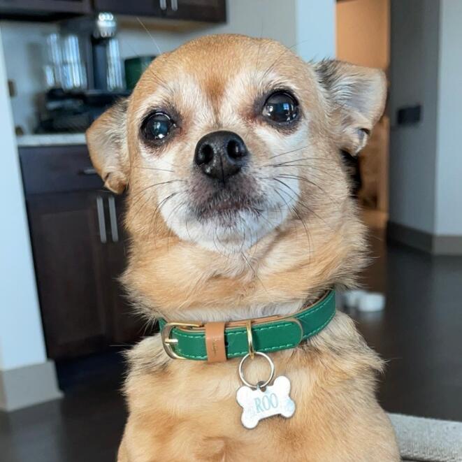 Roo