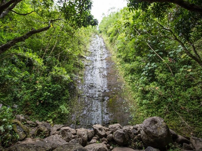 Picture of Mānoa Falls Trail