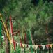 Red, yellow and green ribbon streamers, pennant flags and paper hearts decorated the outdoor wedding space where Namia and Jared said "I do."