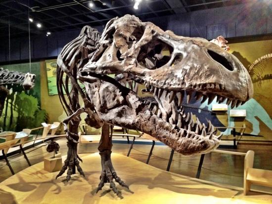 Picture of Cleveland Museum of Natural History