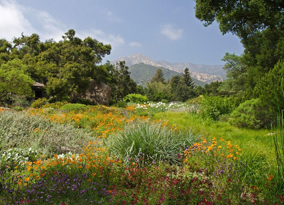 Picture of Santa Barbara Botanic Garden