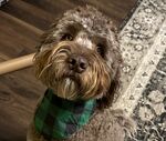 Moose Cooper