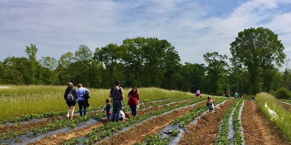 Picture of Lazy Creek Farms