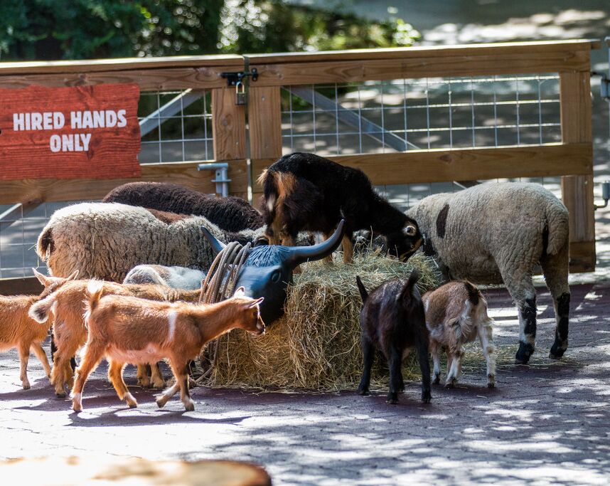 Picture of Fort Worth Petting Zoo