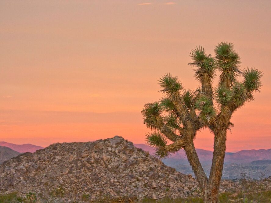 Picture of Joshua Tree National Park