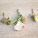 Scabiosa Pod Boutonnieres