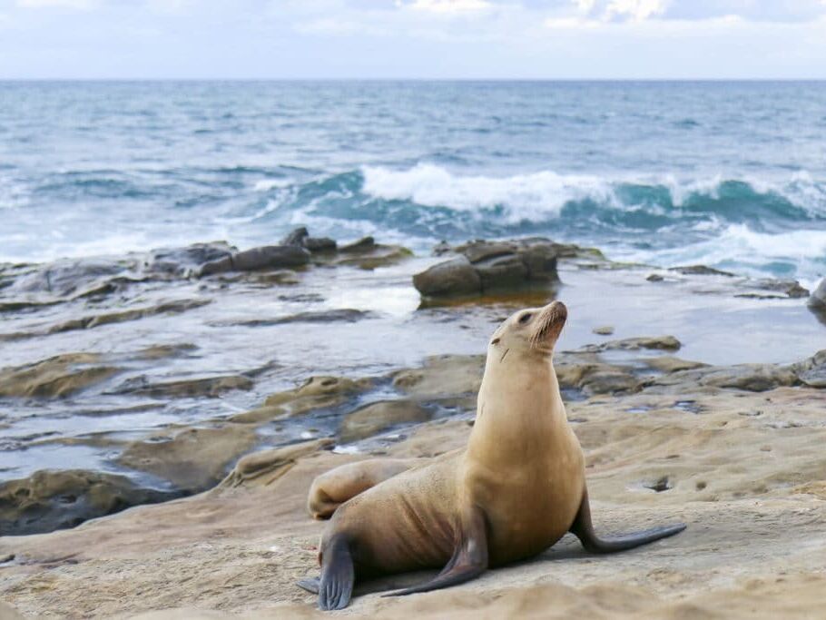 Picture of La Jolla Seals