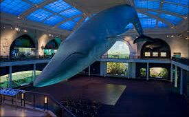 Picture of Museum Of Natural History
